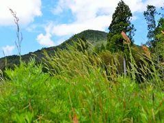 新緑の岩伏山（９８３ｍ）