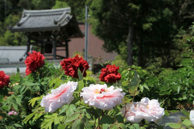 宝塚市の長谷牡丹園<br /><br />永沢寺で芝桜や花しょうぶえんで牡丹を鑑賞し、自宅へ帰る時に長谷牡丹園の看板を見つけ立ち寄ることにしました。<br /><br />