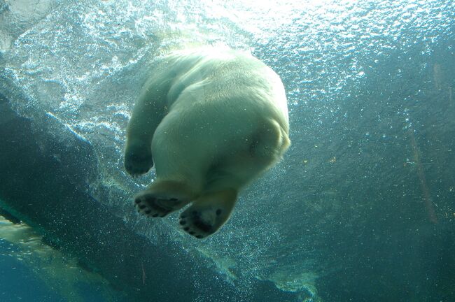 円山動物園はリノベーションを続け、今年の春に一つの頂点を迎え生まれ変わった。<br />ひところいろいろ不幸な事故が続きましたが、それを乗り越えて素晴らしく魅力的な動物園になりました。<br />すきです、マルヤマン。