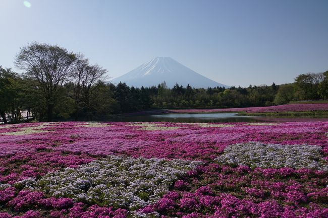 意外にもまだ旅行記の日本地図で埋まってなかった山梨県。<br />何回も行ってるのに旅行記はあげた事がなかったようで、<br />地図を埋めるのも兼ねて富士芝桜まつりに行ってきました～！<br /><br />ほうとうや有名パン屋さん、帰りには静岡県富士山世界遺産センターにも立ち寄りました～。