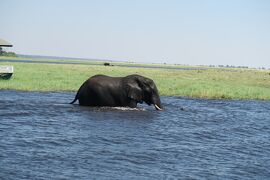 2019年GW アフリカ南部の旅＃３～2日目　チョベ国立公園サファリ～