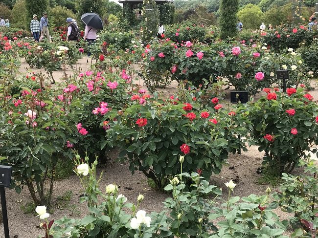 花フェスタ記念公園のバラ祭りが開催中<br /><br />何でもない時期は大人500円ですが、春秋二回のイベント時には大人1000円に入場料金が変わります<br /><br />園内は広くて結構な歩行が必要なのですが、ほとんどの場所はスロープがあり、車椅子やベビーカーでゆったりとまわれます<br /><br />世界中の多種多様な薔薇があちこちに咲き誇り、とても美しい