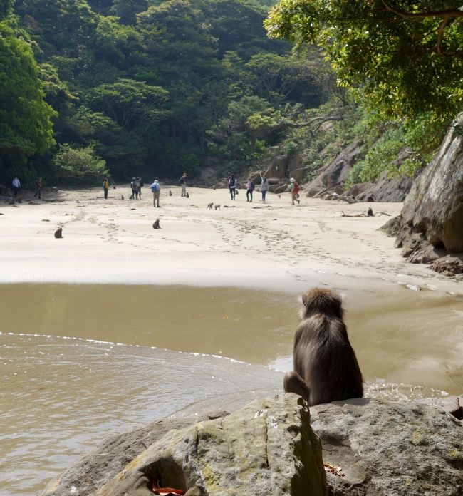 宮崎 海岸線の旅③ 都井岬・幸島 ～ときめく宿と猿の島に行く の巻～