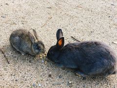 もふもふの天使に癒される！うさぎ島の旅