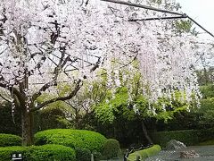 法事のあとに桜を見に京都へ(1)