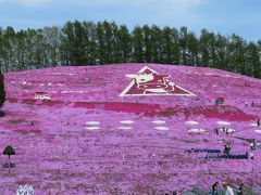 道東三大芝桜とチューリップ見学