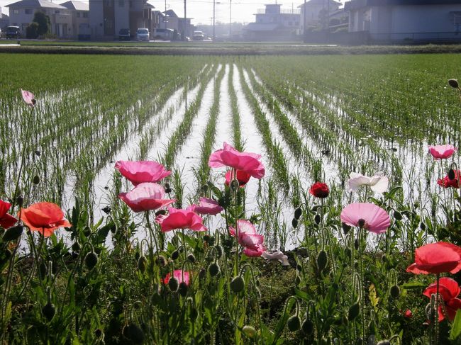 夕食時に、もうそろそろ鷲宮の葛西用水沿いのポピーが咲くころですね・・と、家内が言い出したら、珍しく一緒に夕食を食べていた倅が、もう、数日前から満開だよといわれ、早速、翌日の早朝ウォーキングコースを鷲宮地区の葛西用水沿いを歩くことにした。<br />今回も、鷲宮地区の市民が協力して植えられた葛西用水沿いのポピーを、早朝ウォーキングで楽しながら歩きました。