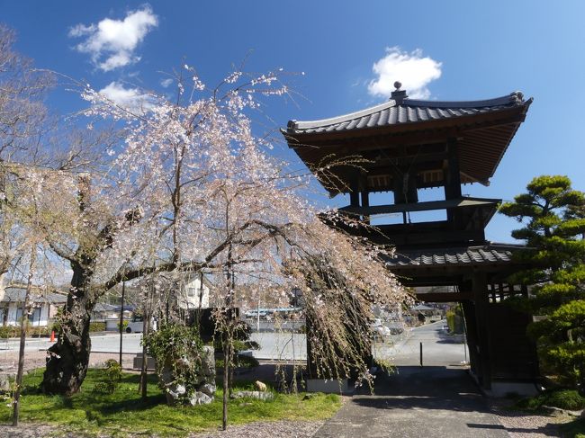 埼玉県小川町の南部、仙元山の北麓に「西光寺」があります。このお寺には立派な鐘楼門があり、その横にシダレザクラがあります。このサクラを見に行きましたが、４月２日に訪れたときには既に散り始めていて、見頃は過ぎていました。<br />一方、お寺の裏山（仙元山の北側斜面）にはカタクリの群生地があり、こちらは見頃でした。（別の旅行記にまとめます）<br /><br />旅行記作成に際しては、現地の説明板、小川町および小川町観光協会のホームページ、その他関連するネット記事を参考にしました。