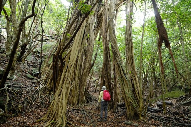 誰もが一生に一度は行ってみたいと思っている屋久島。<br /><br />１5年ほど前に屋久島行の計画を立て、あとは航空チケットと宿の手配だけという時に勤めていた職場がなくなるというアクシデント発生！ということで一旦お預け。<br /><br />主人が、仕事半分、旅行半分でベトナムとカンボジアに行くという。<br />それでは私も・・・。<br />行先検討したところ、屋久島がベストシーズンと判明しました。<br /><br />ただ１０連休のＧＷ後の週末、誰も誘えないということで一人旅です。<br /><br />最初は、縄文杉を見たい！というのが屋久島に行く目的だったのですが、調べていくうちに世界自然遺産となった理由が植生の垂直分布、限られた時間の中で何をしたいかと考えたら縄文杉よりも垂直分布をこの目で見て歩きたい！<br /><br />今回は、縄文杉入れようかと悩みましたが初心貫徹、3日間で亜寒帯から亜熱帯まで屋久島の特徴、垂直分布を歩いて見てきました。<br /><br />お天気も良く、屋久島では珍しく3日間雨具を使うことなく過ごすことができました。<br /><br />1日目　屋久島へ移動<br />2日目　黒味岳<br />3日目　白谷雲水峡<br />4日目　西部林道　帰宅<br />