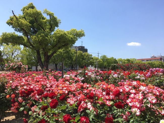 友達と、バラを見に行きました。<br /><br />バラ公園→風の時計