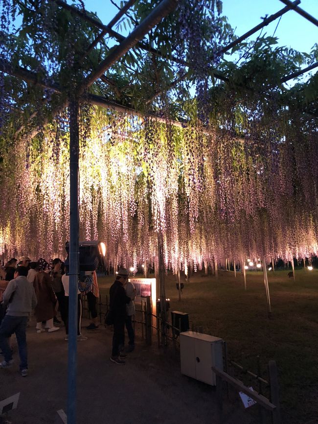 5月中旬の土日に足利市の足利フラワーパークにドライブに行きました。イルミネーションは観に行ったことがあって、この時期は初めて行きました。目当ては大藤でこの時期がピークと聞いていたんですが、花も少し散り始めていたので、もう少し早く行っても良かったのかもしれません。