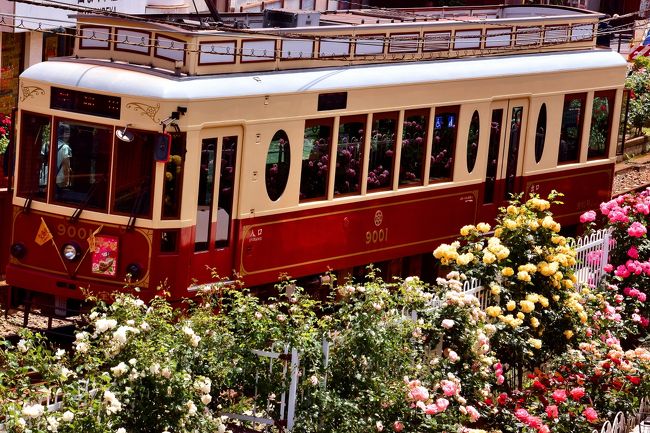 都電荒川線(東京さくらトラム)沿線に咲き広がる綺麗なバラの風景を探しに三ノ輪橋周辺を散策してみました。