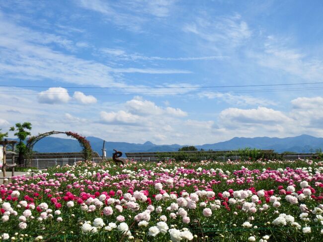 富岡にある しゃくやく園<br />種類が豊富で 一斉に咲く 今!<br /><br />一見の価値アリ♪☆♪<br /><br />花の 良い香りに包まれ 楽しんだ後は<br /><br />お茶屋経営のカフェ 「茶フェ ちゃきち」で 一休み(^ω^)