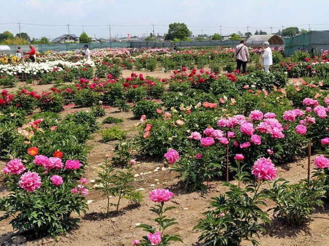 花園芍薬園と渋沢栄一の足跡を訪ねて 深谷 寄居 埼玉県 の旅行記 ブログ By ペコちゃんさん フォートラベル 花園芍薬園と渋沢栄一の足跡を訪ねて 深谷 寄居 埼玉県 の旅行記 ブログ By ペコちゃんさん フォートラベル