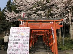 桜の花とフラワーセンター