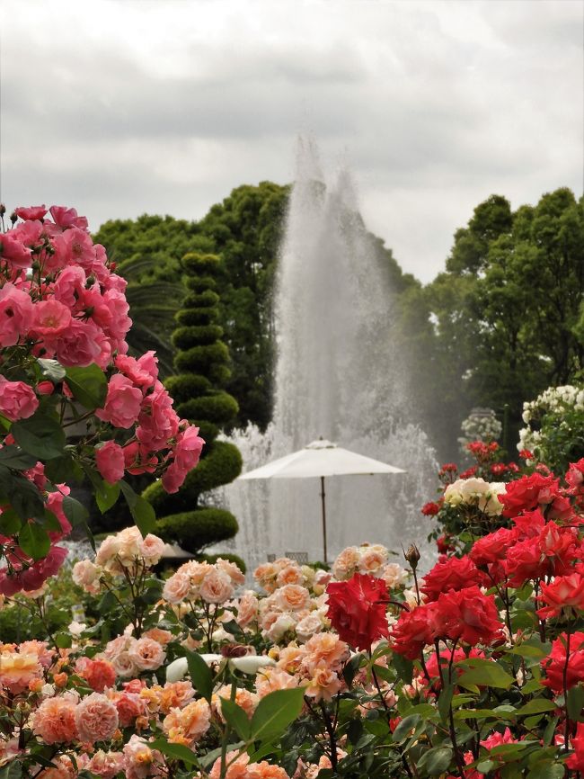 神戸市立須磨離宮公園では５月１０日より６月２日まで「春のローズフェスティバル２０１９」が開催されている。<br />噴水広場周辺の「王侯貴族のバラ園」では約１８０種４０００株のバラが見頃でバラの甘く濃厚な香りに包まれ、癒しのひと時を過ごすことができた。<br />またキャナル花壇では「アリウム」やうさぎの顔のような「ラベンダー・ストエカス」、「スカシユリ」などが見頃でバラとの競演が見事。<br />少し汗ばむほどの季節を爽やかに楽しめる１日だった。