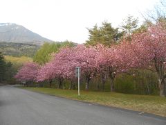 山里には遅い春。残雪の山々をバックに八重桜などが一斉に咲く　その2