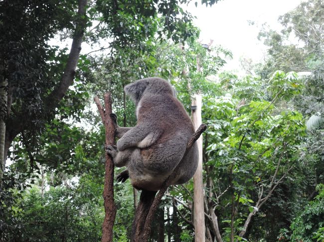 野生動物と触れ合いたい！ということで、ケアンズ・ゴールドコースト・ブリスベンを旅行しました。<br /><br />------------------------------------------------------------<br />5/1-2：成田空港→ブリスベン→ケアンズ<br />5/3：ケアンズ<br />5/4：ケアンズ<br />5/5：ケアンズ→ゴールドコースト<br />5/5：ゴールドコースト<br />5/6：ゴールドコースト→ブリスベン<br />5/7：ブリスベン<br />5/8：ブリスベン→成田空港<br />------------------------------------------------------------<br /><br />旅行最終日は、フェリーに乗って、ローンパインコアラサンクチュアリーに行きました。