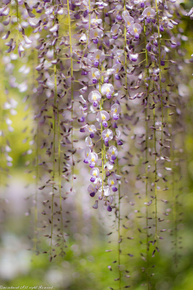 いろいろな花が楽しめるリステル猪苗代ハーブ園^^<br />菜の花、バラの季節には少し遅かったですが、これからポピー、ボタン、アジサイが満開になり、とても華やかになります。<br />入場料は一回払えばシーズン券となり、大人は310円とリーズナブル。<br />猪苗代駅からリステル猪苗代ハーブ園まで無料のシャトルバスもあり、10分ほど。<br />ぶらり散歩でお邪魔してみました。<br />