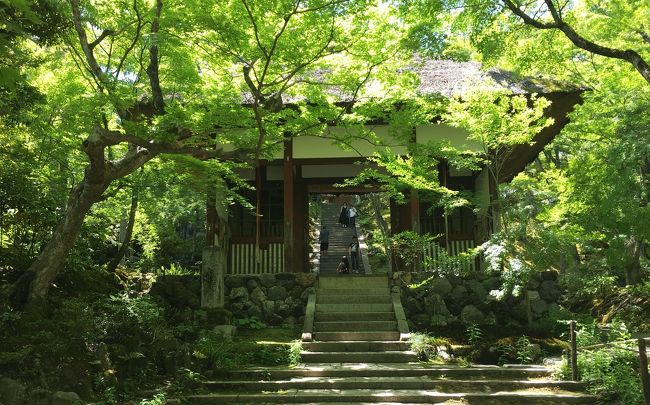 昨日は八瀬・大原へ行きました。<br />今日は嵐山へ。<br />レンタサイクルを借り、<br />・宝厳院(天龍寺)<br />・野宮神社<br />・常寂光寺<br />・祇王寺<br />・宝筺院<br />・鹿王院<br />を回りました。<br />初夏の風を感じながら、緑美しい寺院巡りができました。