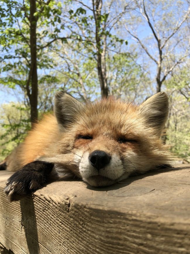 キツネ村と新緑の蔵王、銀山温泉をめぐる2泊3日の旅です。