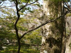 芦ノ湖湖畔のコテージと金時山。ひたすら飲んで食べたGW・３泊４日 vol1