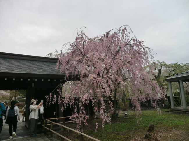 角館だけで３冊目です。<br />返す返すも桜が満開だったら…<br />それでもあちこちで桜が楽しめました。