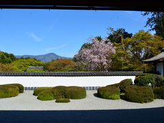 京都の桜　その五！2019年