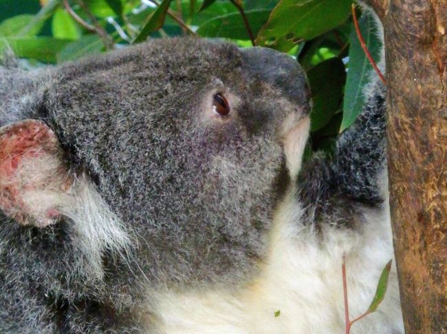 ニュージーランドとオーストラリアどうぶつハシゴ旅 コアラパークとタロンガ動物園とオージービーフの巻 シドニー オーストラリア の旅行記 ブログ By Takkeyurianさん フォートラベル