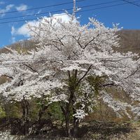 令和元年 満開の桜