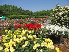 花の調布　神代植物公園　ばら園
