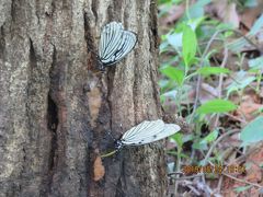 2019年森のさんぽ道で見られた蝶⑫アカボシゴマダラ、アオスジアゲハ、ツマグロヒョウモン