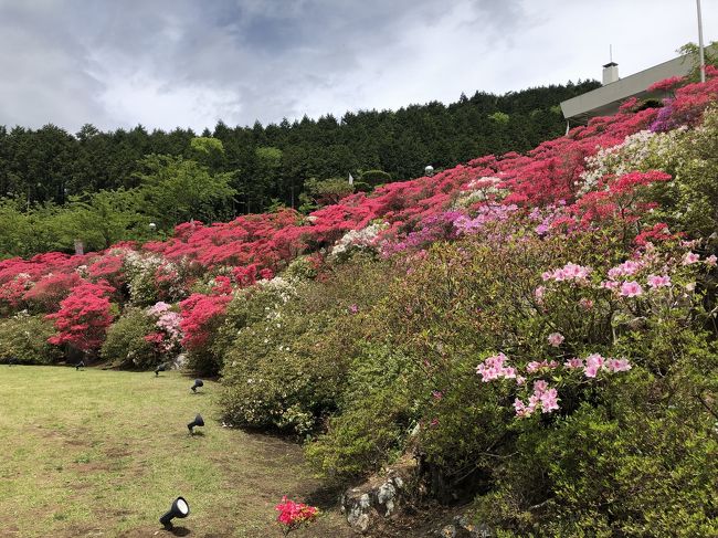 大涌谷方向に向かう途中に花月園はあります ツツジ祭りが行われていました<br />