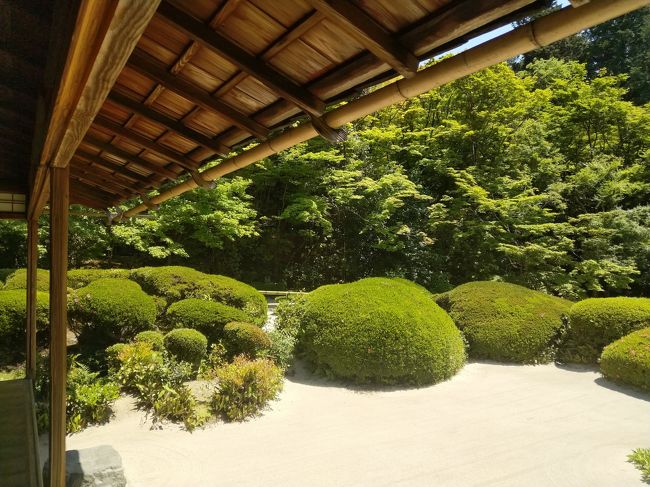 ５月の下旬　この時期なら人も幾分少ないかと思い京都旅行を決行！　青もみじに癒され、美味しいものにはらつづみの二泊三日、ご覧あれ。<br /><br />一日目<br />職場から京都へ<br />ホテル到着後夕食「旬菜いまり」<br />「東急ステイ京都両替通」泊<br />