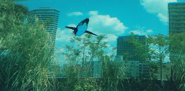 有給を利用して一度行ってみたかったサンシャイン水族館の天空のペンギンを見に行ってみました！<br /><br />空を飛んでいるように見えるペンギンにワクワク…！<br /><br /><br />帰りには近くの神社も参拝して帰ります！