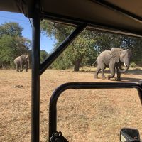 アフリカ 4   ボツワナ チョベ国立公園 ドライブサファリ　　路渡る　象の親子に　車停め