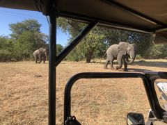 アフリカ 4   ボツワナ チョベ国立公園 ドライブサファリ　　路渡る　象の親子に　車停め