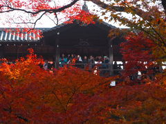 2017年11月 京都紅葉名所ツアー②（東福寺）