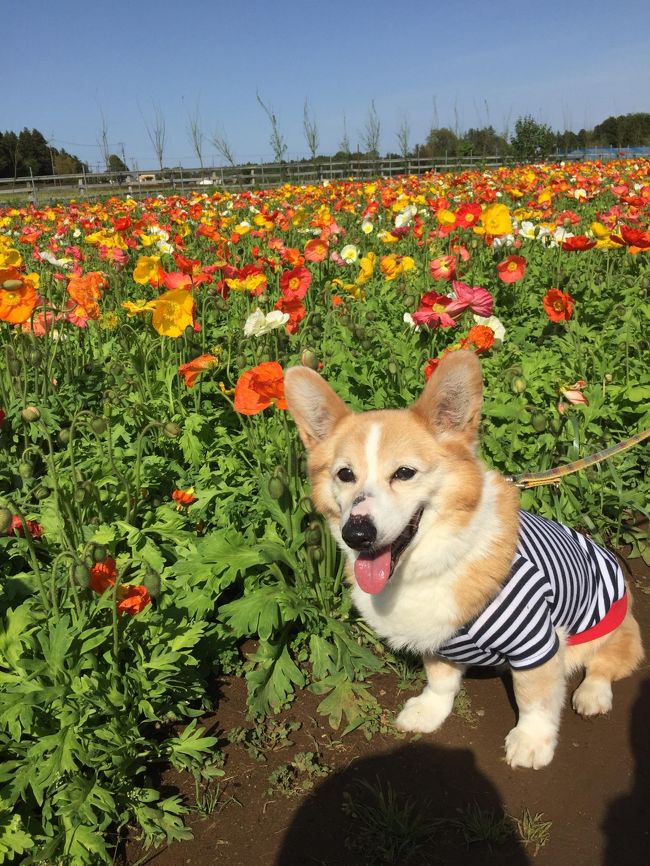 千葉遠征　犬とお散歩　