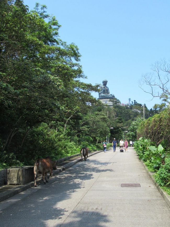 昨年の香港旅行で、諸事情により断念した天壇大仏訪問を叶えるべく、今回再度友人と香港を訪れました。<br />友人は大仏希望、私は同じランタオ島の、水上集落のある大澳という場所に以前から行きたかったので、組み合わせた旅程にしました。<br />山がちなランタオ島を満喫しました。<br /><br />■(1日目)<br />関西空港21:00発(MM67)→香港23:55着<br />リーガルエアポート泊<br /><br />(2日目)<br />■空港→東涌→(昴坪360)→天壇大仏→大澳→梅窩<br />□梅窩→(フェリー)→中環<br /> 大館→香港歴史博物館→星光大道<br />カリタス ビアンキ ロッジ(泊)<br /><br />□(3日目)<br />南蓮園地・志蓮浄苑→黄大仙→逸東街市<br />香港15:50(MM60)→関西空港20:40<br /><br />