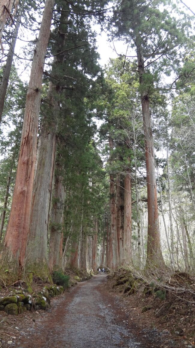 長野3日目。いやー歩いた歩いた。戸隠神社五社をバス+徒歩で。<br />帰りは鏡池と小鳥池を通る山道ルートで中社まで戻りました。<br /><br />戸隠神社宝光社→火之御子社→中社→奥社→九頭龍社→<br />山道を通って鏡池→小鳥池から中社に戻り、バスで長野駅に戻りました。