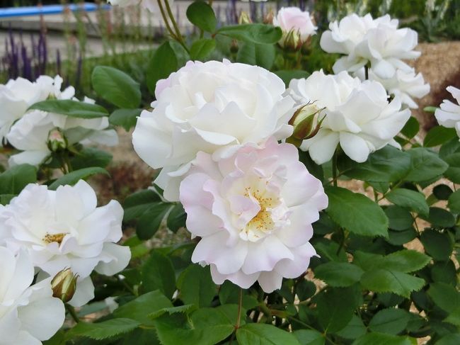 大阪万博記念公園の「平和のバラ園(PEACE ROSE GARDEN)」は昨年の秋からリニューアル工事のため休園されていました。<br />休園中、リニューアル工事内容の詳しい情報はまったく入手できませんでしたが、4月の「えきすぽさんぽ:2019.4 万博記念公園だより」に、”4/1(月)オープン「平和のバラ園」リニューアル・・・「平和のバラ園」が、この春、「極上の癒しの空間」として生まれ変わります。「のだふじ」の藤棚を新設”と言う記事が掲載されていました。<br /><br />僅か半年の休園でリニューアル・オープン出来るのだろうか?<br />今までのバラはどこかへ仮植して、春になったら再び、元の場所へ植えるのだろうか?と疑問を持っていました。<br /><br />5月の「えきすぽさんぽ:2019.5 万博記念公園だより」には、”ローズフェスタ:5/11(土)~6/9(日)・・・1970年の大阪万博開催時、世界9カ国から平和を願って贈られたバラたちと、最新のバラを取り入れた「極上の癒し空間」として生まれ変わった「平和のバラ園」。優美なバラの姿はもちろん、豊かな香りもぜひお楽しみください。”と掲載されていました。<br /><br />予想よりも早くリニューアル・オープンできるのは非常に有難いことですが、期待50%の気持ちでバラ見物に出かけてきました。<br /><br />そのような「平和のバラ園・旅行記」ですが、よろしければ、一見・一読していただければ有難く思います。