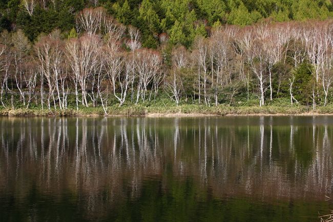 信州の”ミズバショウ”群生地を求めて、、、「志賀高原」内に在る、昨今評判の”エビ森”（歌舞伎俳優、市川海老蔵氏主謀の植林地）隣へ、のんびりハイキングを楽しんできました！！<br />表紙画は「木戸池」に映る白樺の赤い芽吹き！！