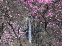 奥日光 中禅寺湖畔 アカヤシオ景色と夏鳥を探す一日