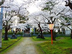 鶴岡公園の桜と至道館