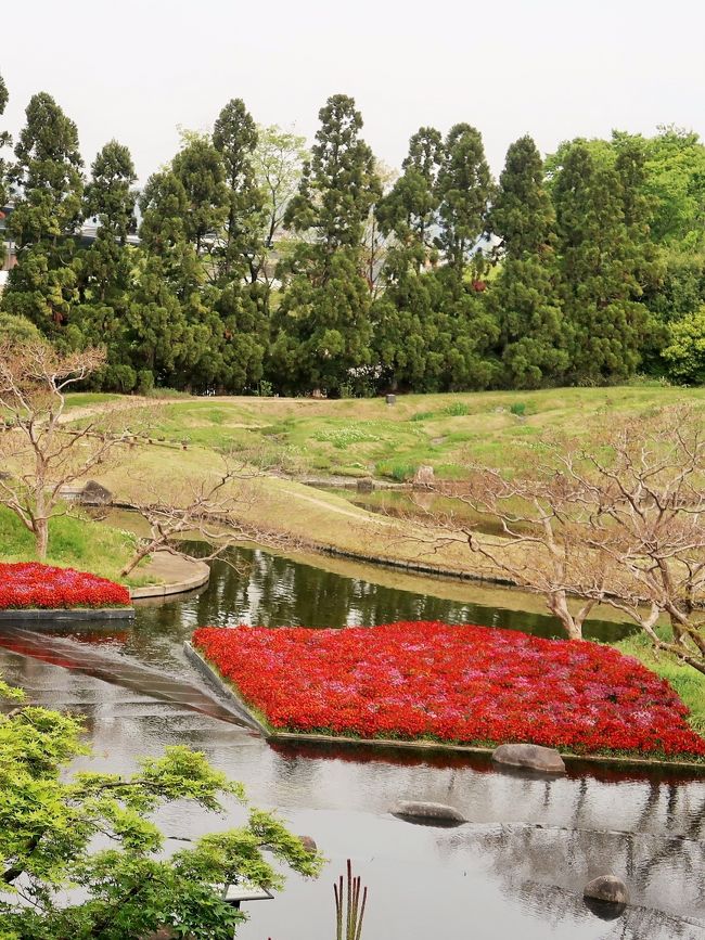 朱雀の庭は、長年にわたって培ってきた京都の作庭技術・技法の粋を結集し、平成の時代にふさわしい空間づくり、伝統と創生の調和をめざした約9,000平方メートルの池泉回遊式庭園です。 <br /> 庭園中央の池「水鏡」の周囲には築山や滝、野筋や花床などが配置され、歩みにつれて変化する景は、訪れるたびに新鮮な発見に満ちています。現在の感覚にもマッチする新しい試みを随所に取り入れたこの庭園は、平安建都1200年を記念し、平成の様式美を表現した新しい市民の憩いの場として親しまれています。<br /><br />朱雀の庭の見どころのひとつである池「水鏡」は、インド産の黒御影石の上に1cmだけの水を張り、池全体を水鏡にするという斬新な手法が取り入れられました。 <br />約6メートルの落差で流れ落ちる朱雀の庭の滝は、京都の街なかでは最大のものです。 滝の上部から始まった小さな流れが、芝生でつくった起伏の間を緩やかな曲線を描きながら幾筋も流れてゆきます。 <br /> https://www.kyoto-ga.jp/umekouji/suzakunoniwa/　より引用<br />http://www.kyoto-ga.jp/umekouji/sp/sujyaku.html<br />https://www.kyoto-ga.jp/umekouji/area/<br /><br />梅小路（うめこうじ）公園は、京都府京都市下京区観喜寺町、八条坊門町、梅小路頭町にまたがる市営の都市公園（総合公園）である。指定管理者制度に基づき、公益財団法人京都市都市緑化協会が運営管理している。<br /><br />1990年（平成2年）3月に移転した日本貨物鉄道（JR貨物）梅小路駅（現在の京都貨物駅）の跡地に、平安遷都1200年を記念して作られた京都市営の総合公園である。面積117,133m2、開園は1995年（平成7年）4月29日。 芝生広場、中央広場、いのちの森、朱雀の庭、緑の館、すざくゆめ広場、市電ひろばなどの施設がある。広大な敷地が各種行事（緑化フェア、サーカス、京都音楽博覧会など）に利用されることもある。<br /><br />京都市は、京都水族館の設置許可を2010年5月にオリックス不動産に与え、2012年3月14日に開業した。2014年3月8日には園内にオープンカフェや大型遊具を設置した「すざくゆめ広場」と、京都市交通局が保管していた京都市電の車両を保存展示した「市電ひろば」が開設された。 <br />またJR西日本は梅小路蒸気機関車館を拡張・リニューアルをした京都鉄道博物館を2016年4月29日に開館した。 <br />（フリー百科事典『ウィキペディア（Wikipedia）』より引用）<br /><br />梅小路公園　については<br />http://www.kyoto-ga.jp/umekouji/<br />https://kanko.city.kyoto.lg.jp/detail.php?InforKindCode=1&amp;ManageCode=10000012<br />
