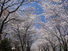 「多々良沼公園」のサクラ_2019_４月４日は５～７分咲きでしたが、綺麗でした（館林市 編）