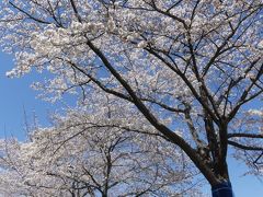 「多々良沼公園」のサクラ_2019_４月４日は５～７分咲きでしたが、綺麗でした（邑楽町 編）