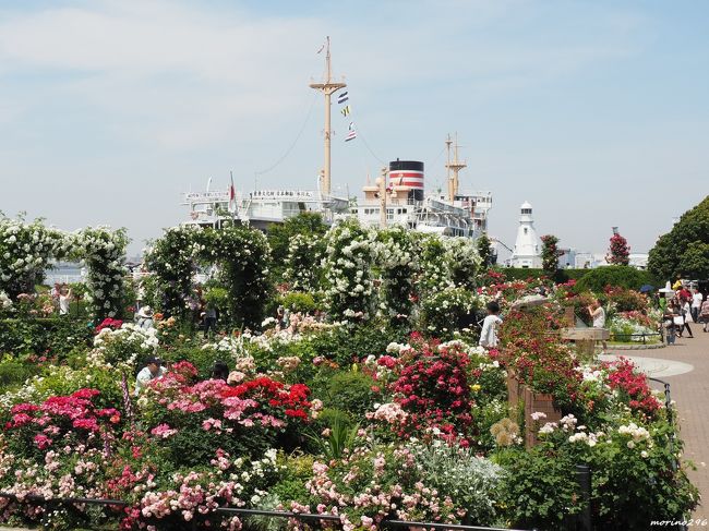 真夏のような暑さの中、山下公園から港の見える丘公園までバラでいっぱいの公園を楽しんできました。<br /><br />2017年の「全国都市緑化よこはまフェア」から始まった「ガーデンネックレス横浜」、その最終章として今年新たに「横浜ローズウィーク」がスタートしましたが、開催期間の終盤を迎えバラもちょっとお疲れと言った感じでした。<br /><br />「横浜ローズウィーク」<br />開催期間：5月3日（金・祝）～6月2日（日）<br />会場：山下公園、港の見える丘公園、横浜山手西洋館、アメリカ山公園、横浜イングリッシュガーデン、八景島バラ園ほか横浜市各所