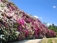 昨年のリベンジ！三室戸寺つつじ園へ！